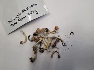 Psilocybin mushroom