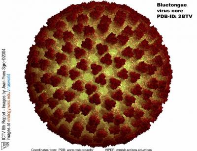 The Atomic Structure of the Bluetongue Virus Core