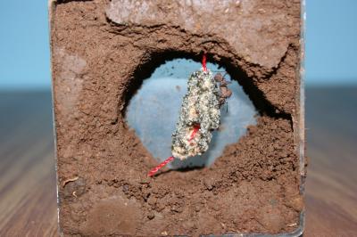 Ant Queen Tends New Fungal Garden