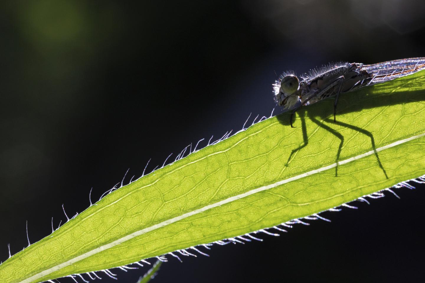 Blue damselfly