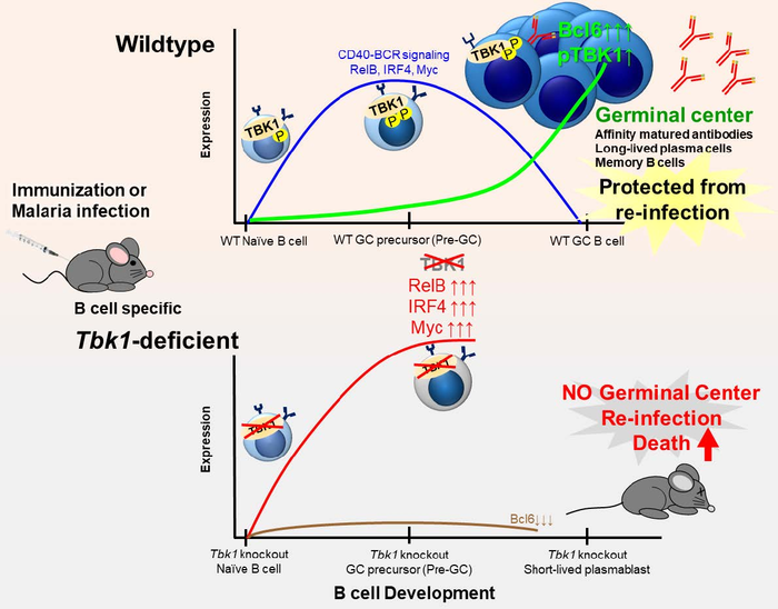 Overview of the effect of TBK1 on activity of other genes and the formation of the germinal center
