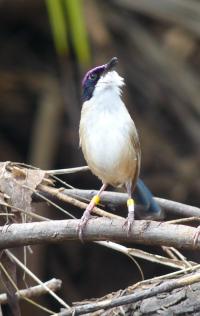 Male Purple-Crowned Fairy-Wrens