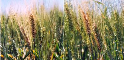 Rot-resistant Wheat Could Save Farmers Millions (1 of 2)