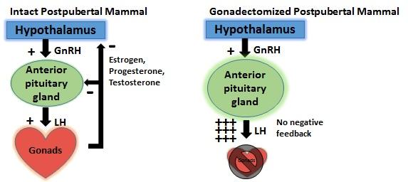Spay And Neuter For Dogs Avoiding The Health Eurekalert