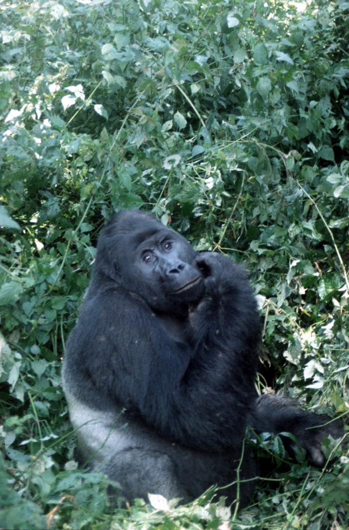 Grauer's Gorilla Ninja