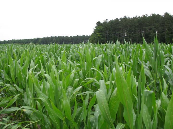 Corn Field