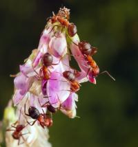 Infected ants attached to flowers by their mandibles