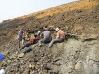 The team searches for fossils of Cambaytherium in Tadkeshwar Mine, Gujarat, India (Photo by Ken Rose).