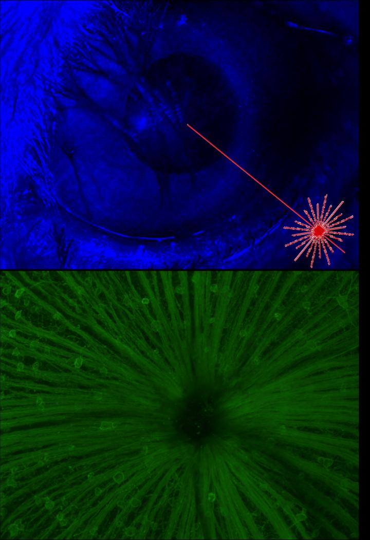 Laser Gene Delivery and Imaging of Eye
