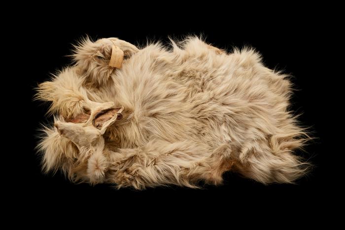 Pelt of the woolly dog Mutton in the Smithsonian’s collection