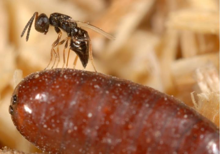 A Female Parasitoid Wasp