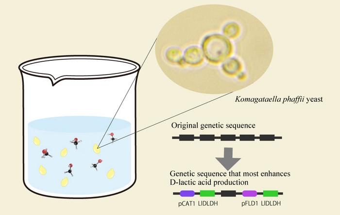 Green efficient D-lactic acid production with the methanol-utilizing Komagataella phaffii yeast