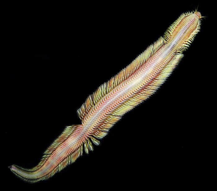 Pectinereis strickrotti, a newly discovered deep-sea worm