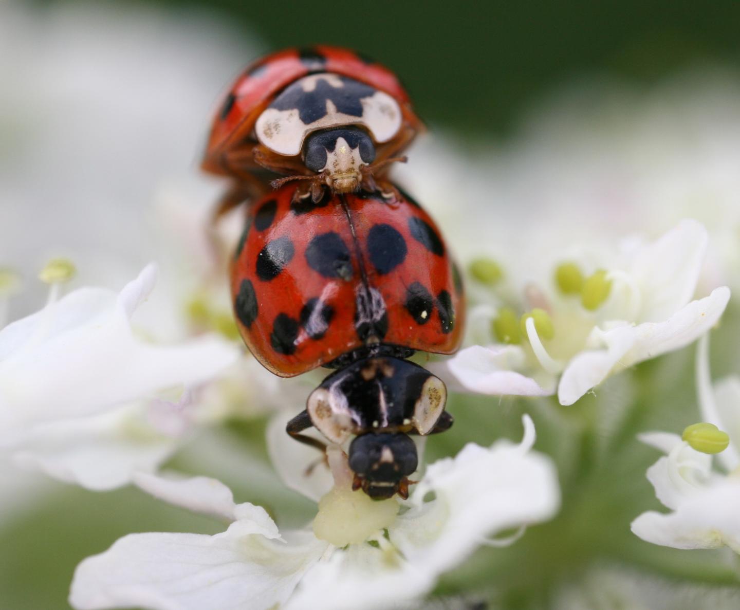 Harlequin Ladybirds Mating