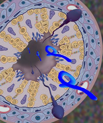 Mechanism of Marburg Virus Sexual Transmission Identified in Nonhuman Primates