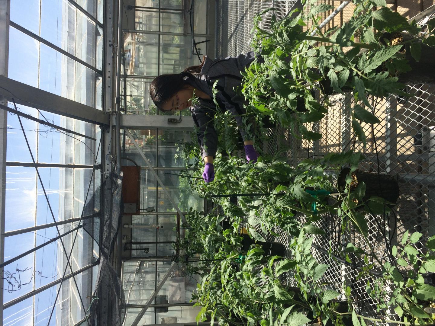 Cultivating a Core Tomato Microbiome