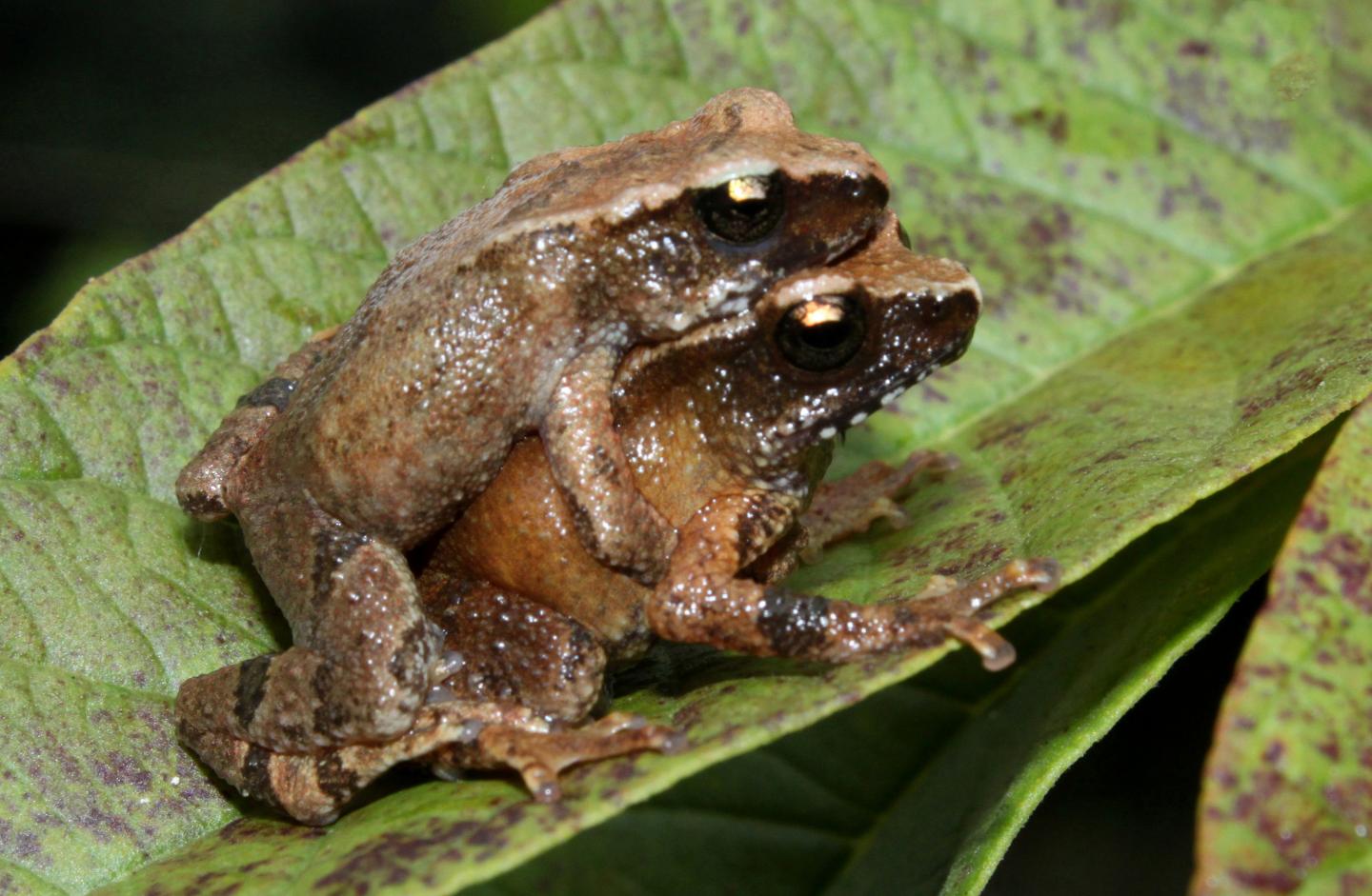 <I>Blythophryne beryet</I> Toads