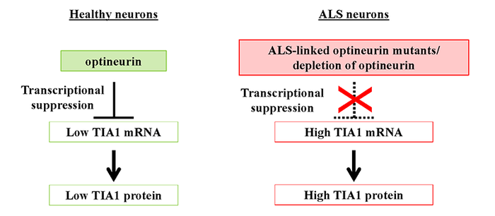 Figure 2. Key TIA1 suppression