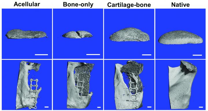 Tissue Grafts of Both Bone and Cartilage Could Regenerate Damage to a Crucial Jaw Joint (3 of 9)