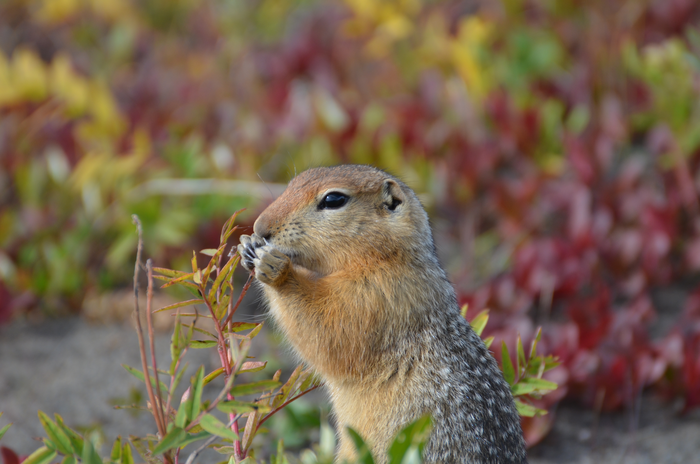 ground squirrel 2