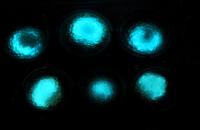 Luminous Microbial Beads