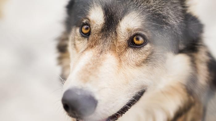 Observational spatial memory in wolves and dogs