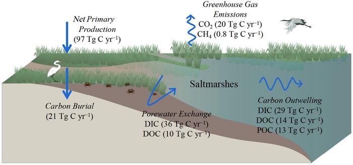 Large porewater exchange reshapes saltmarsh carbon and greenhouse gas budgets on local and global scales