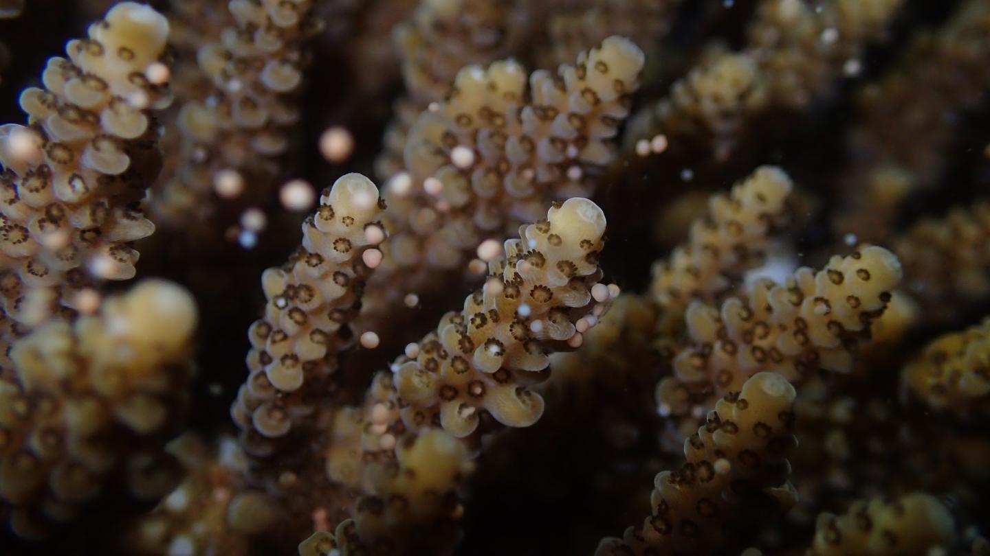 Light pollution at night severely disrupts the reproductive cycle of corals