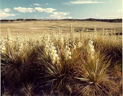 Yucca Plants