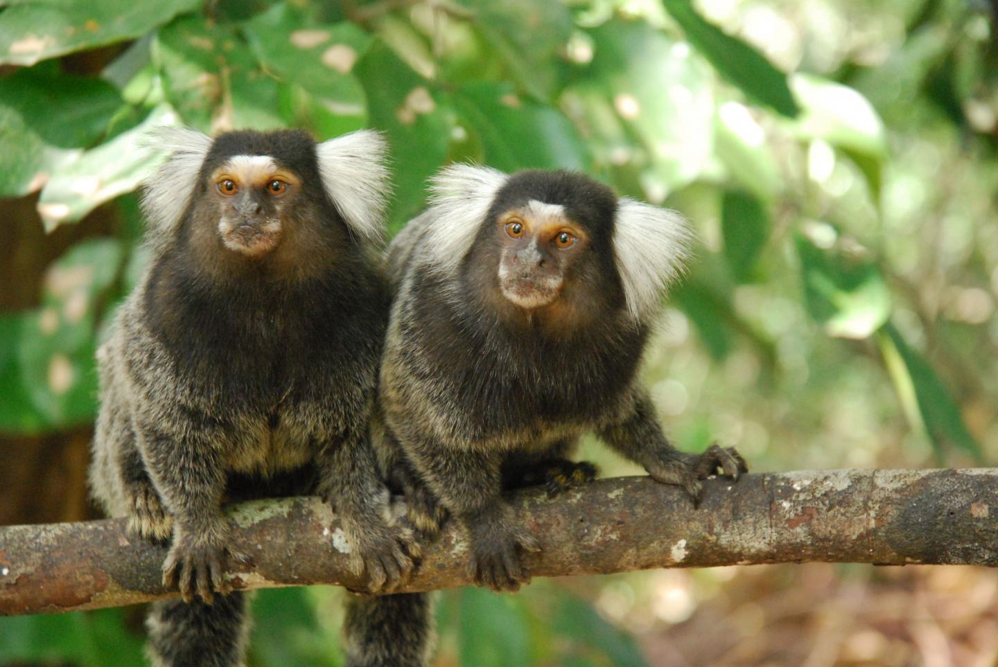 Common Marmosets