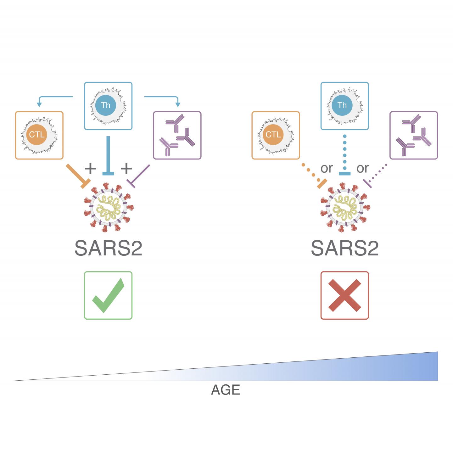 Adaptive immune response to SARS-CoV-2