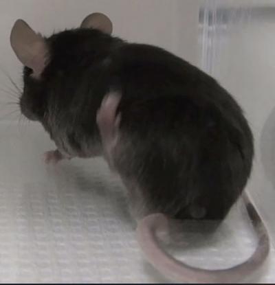 Mouse with an Itch