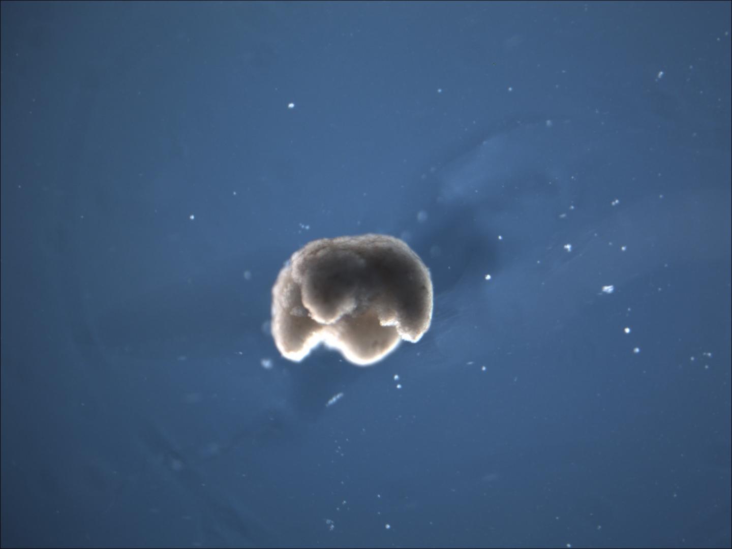 A 3D organism designed by an evolutionary algorithm and built out of living cells.