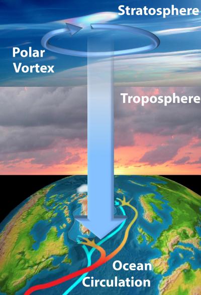The Stratosphere Influences Sea Circulation