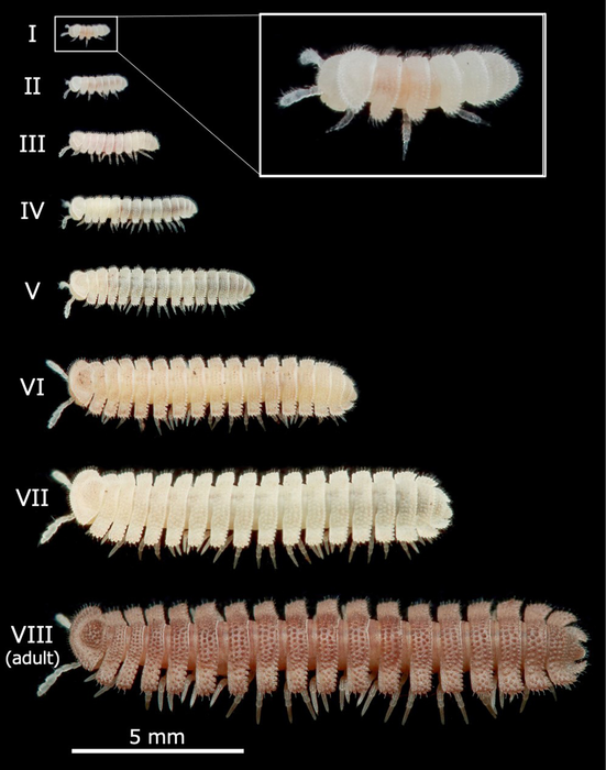 Millipede life cycle stages.