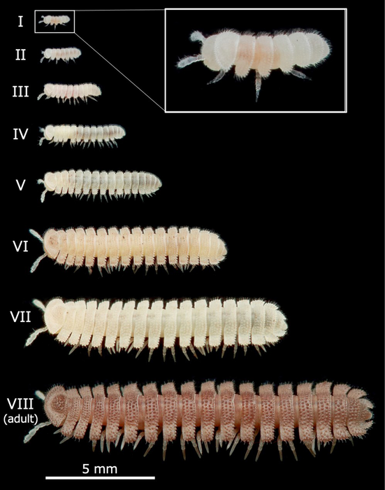 Millipede life cycle stages. [IMAGE] EurekAlert! Science News Releases