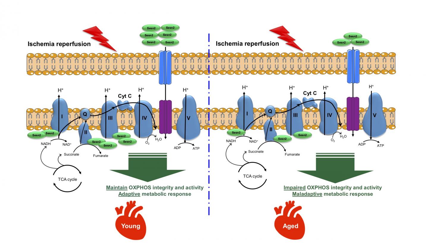 Sesn2 protein levels in young and aged hearts