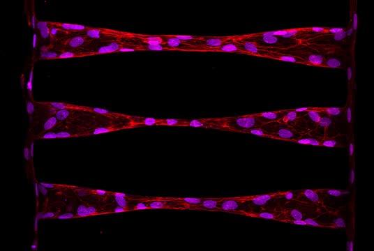 3D Animation of Engineered Capillaries