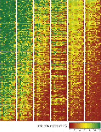 Rare Codons Remove Roadblocks to Protein Production