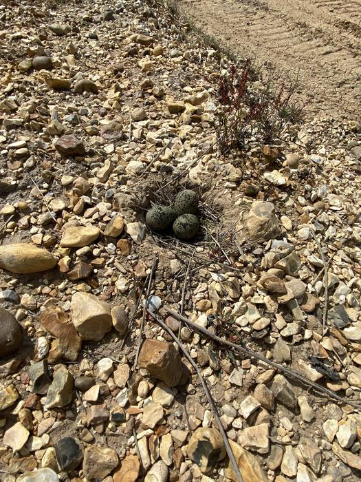 A lapwing nest