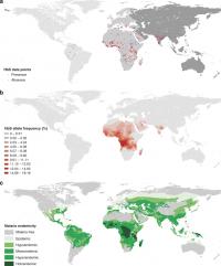Global Distribution of the Sickle Cell Gene and Malaria Incidence