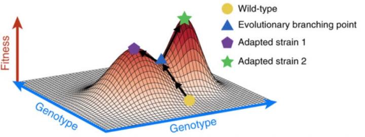 Mathematical Modelling of Evolution