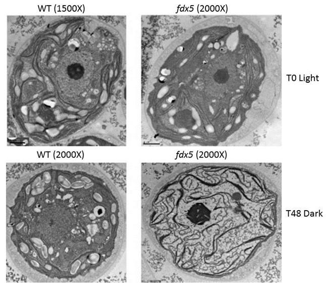 <i>Chlamydomonas</i> Comparision