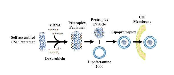 Lipoproteoplex Hybrid Encapsulates Drugs and Binds to siRNA