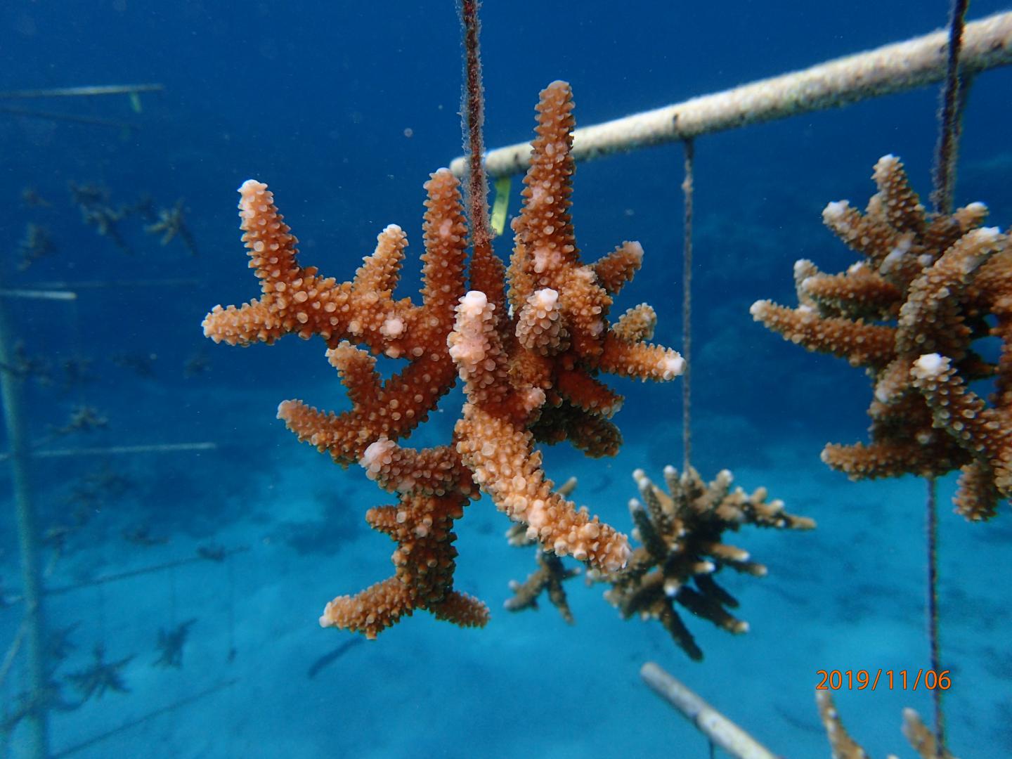 Acropora Pulchra in Coral Nursery in Guam
