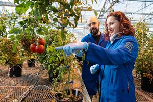 How tomato plants use their roots to ration w - Vimarsana News