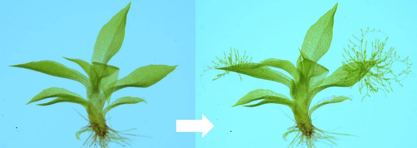 DNA damage causes cells to reprogram themselves into stem cells and regenerate new plant bodies