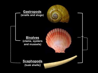 Conflicting Phylogenetic Studies