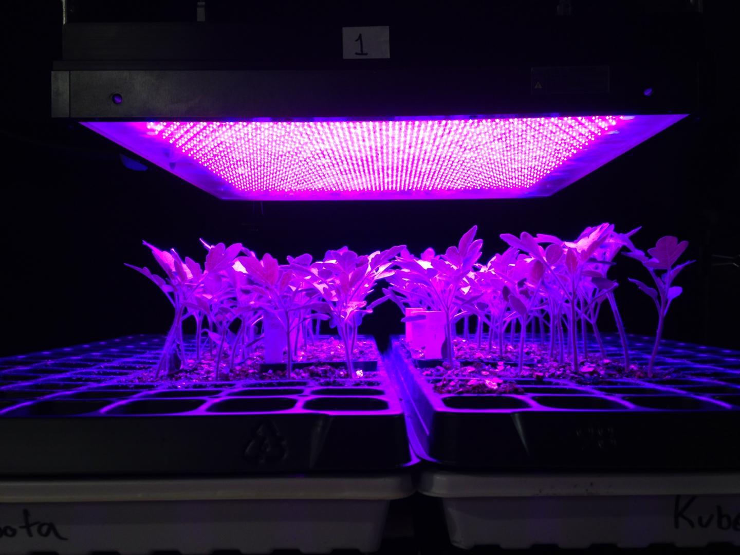 Light Treatments Inhibit Intumescence Injury of Tomato