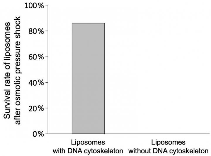Survival Rates of Liposomes after Osmotic Pressure Shock